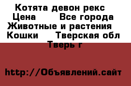 Котята девон рекс › Цена ­ 1 - Все города Животные и растения » Кошки   . Тверская обл.,Тверь г.